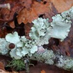 lichens on forest floor, assorted lichens, hairy