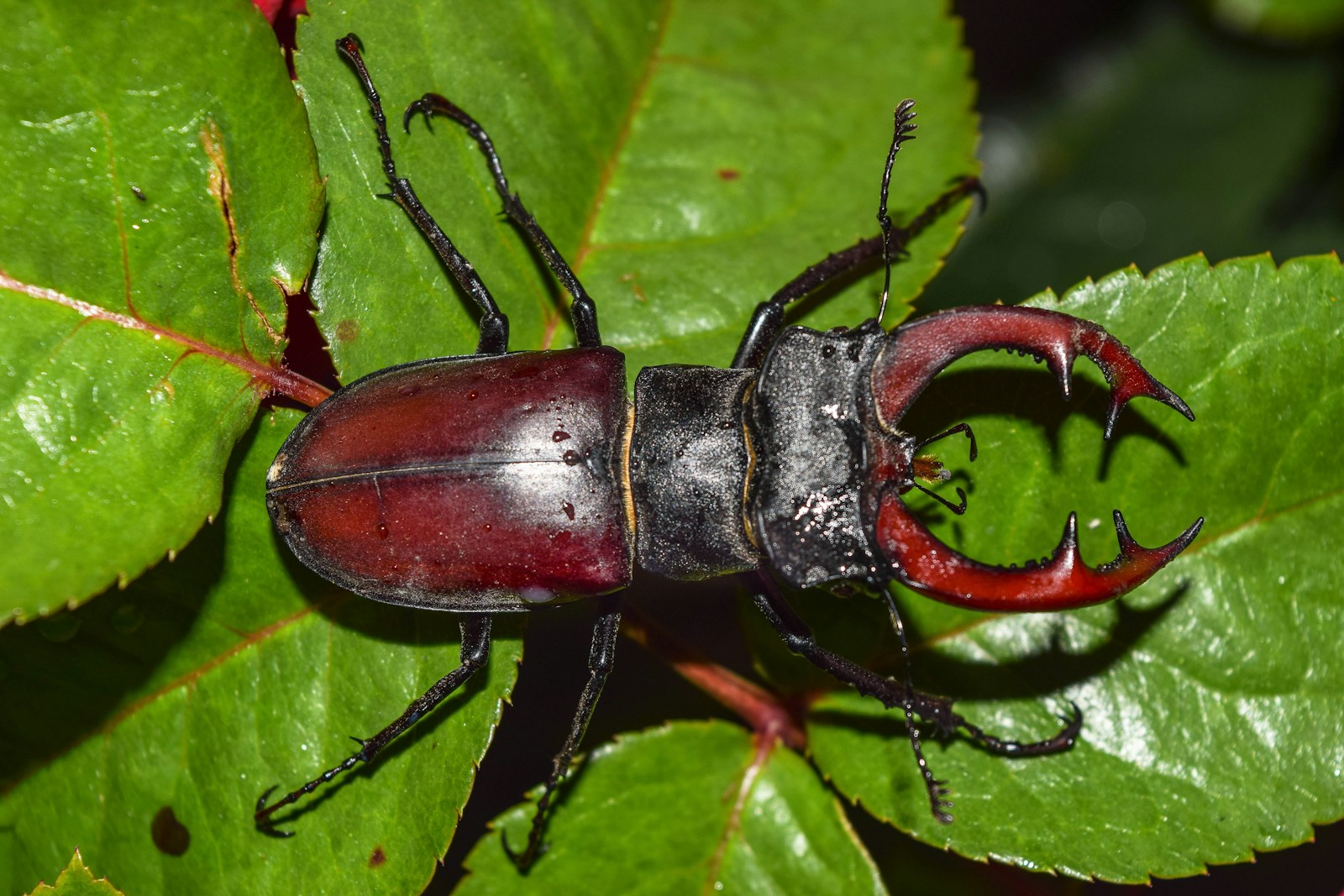 brown beetle on green leaf