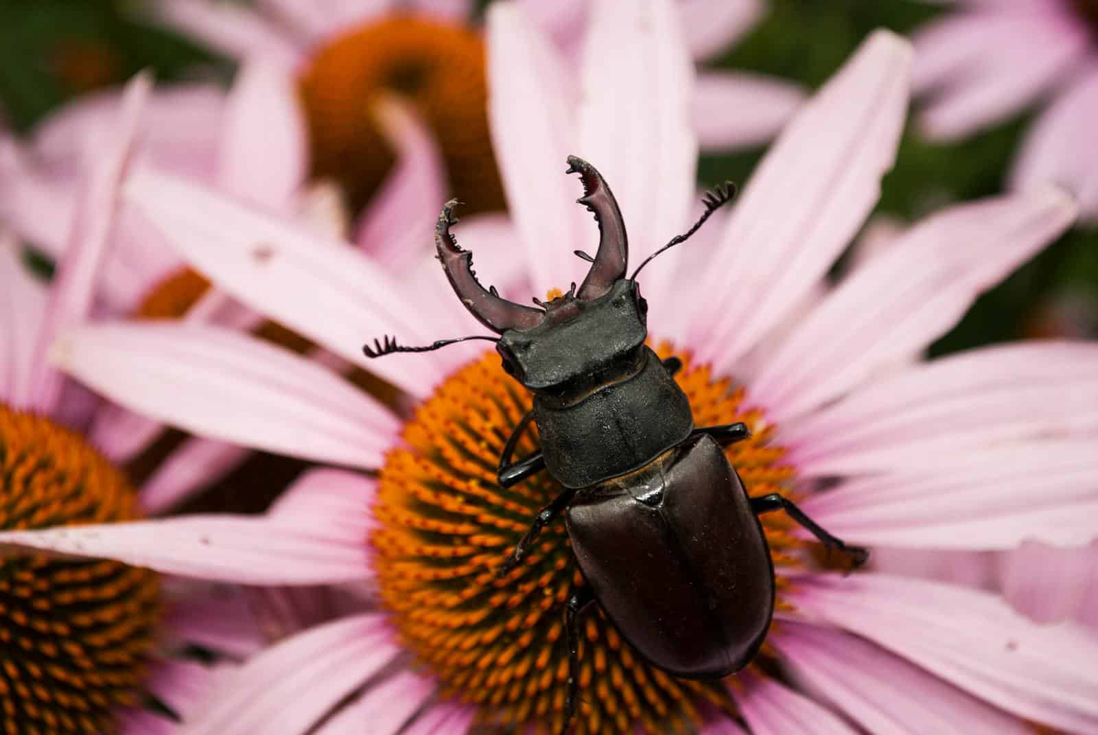 A Stag Beetle on a Pink Flower in Macro Photography