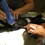 A woman using a hair dryer on a cat