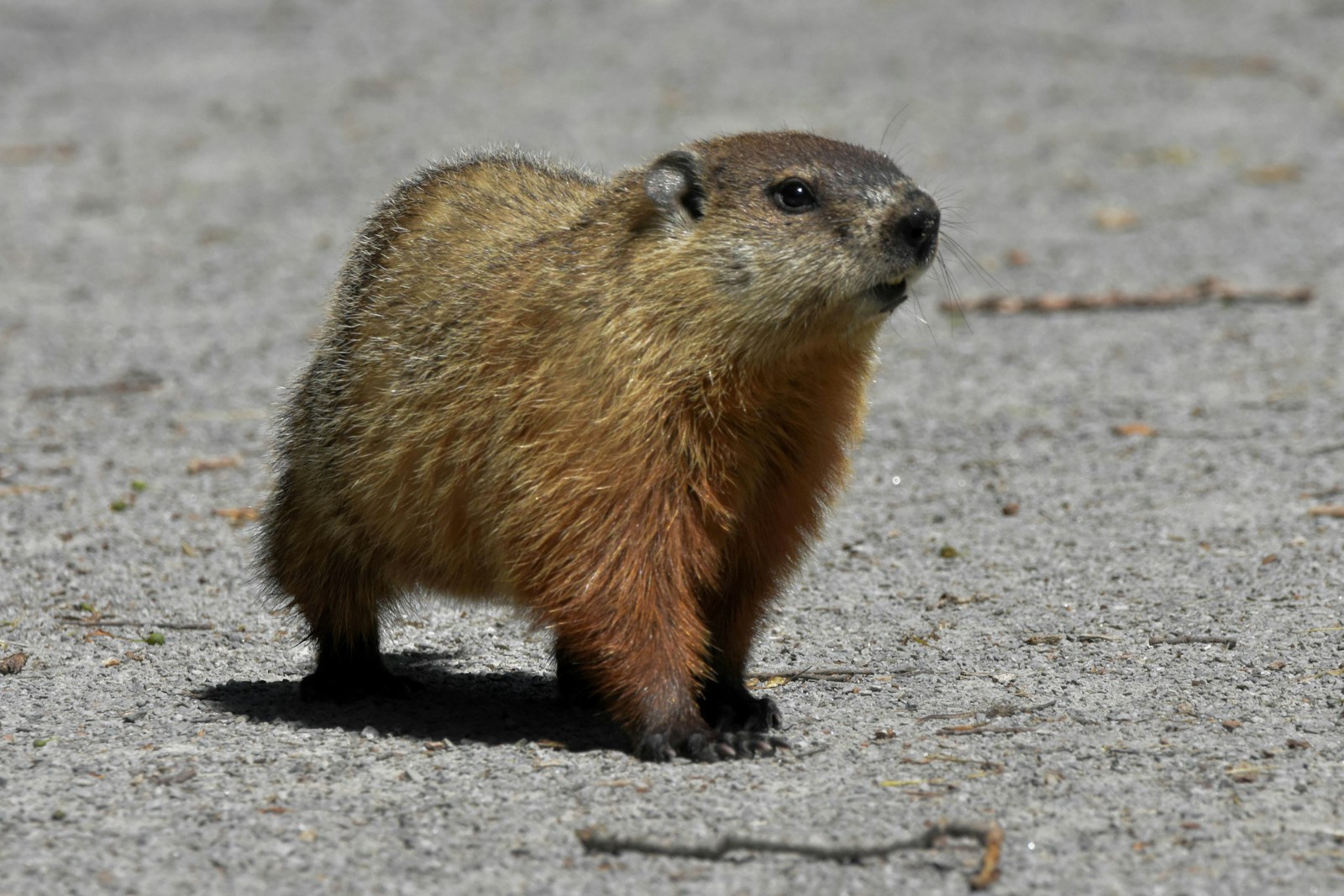 brown rodent on gray sand during daytime