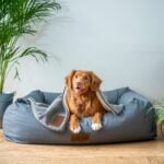brown short coated dog on gray couch