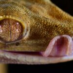 a close up of a lizard's face with its mouth open