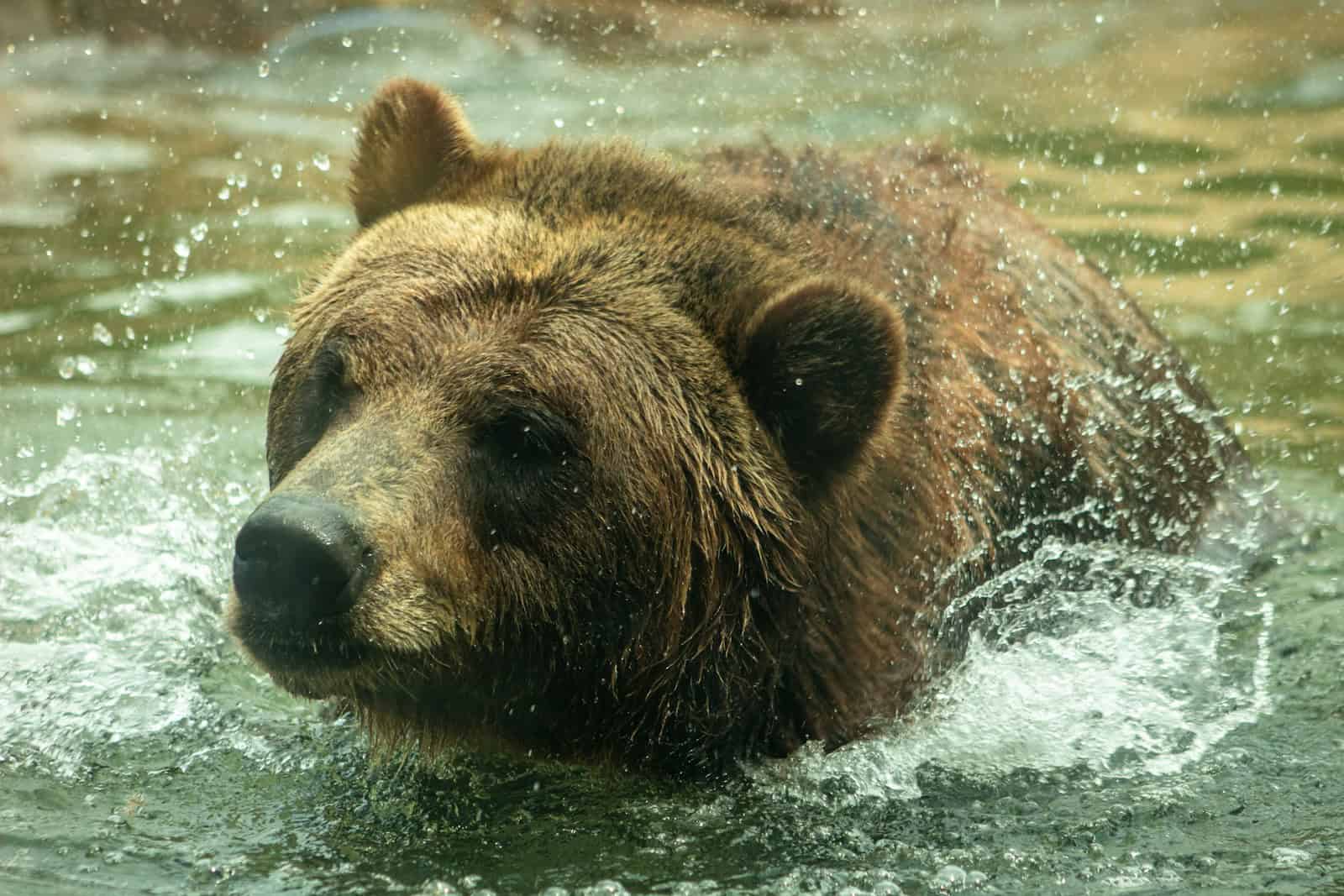 brown bear close-up photography