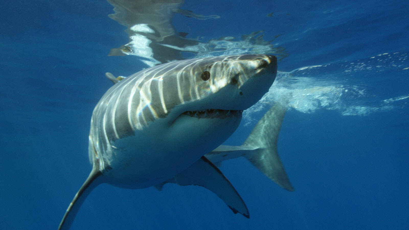 a great white shark swimming in the ocean